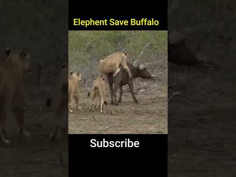 Lion attack buffalo #elephant #lion #buffalo #shorts