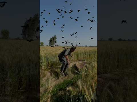 Wheat In Hunting Mongoose 🦝 #humor #farming #shorts