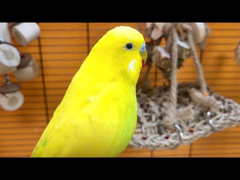 happy budgie sounds