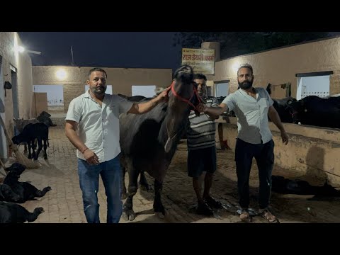 👍2 मुर्रा भैंस जा रही पंचकुला हरियाणा में , 25 भैंसों की ख़रीदी चालू महाराष्ट्र व आँध्रप्रदेश के लिए