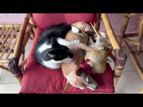 Pinscher dorme recebendo carinho ￼