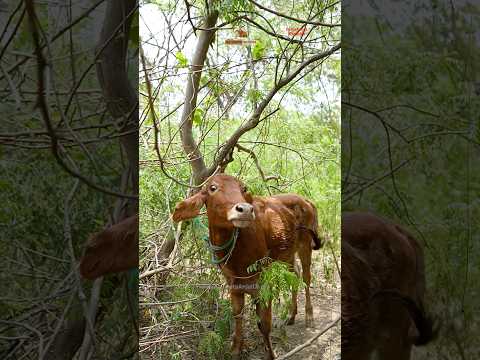 The Saddest Rescue | Injured Innocent Calf Found Suffering Without His Mother #fyp #shorts #rescue