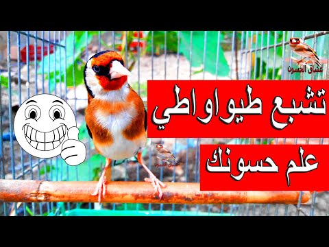 تغريد الحسون: اصوات الحسون الرائعة