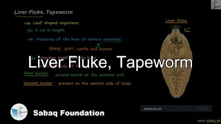 Liver Fluke, Tapeworm
