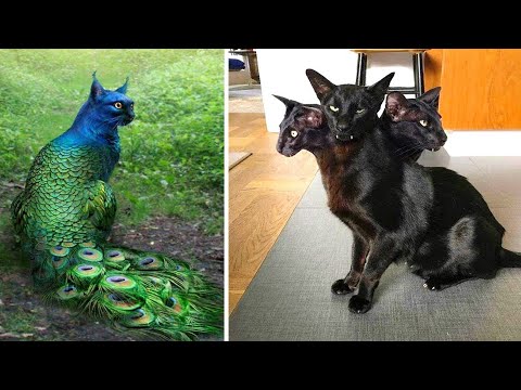 ১০ টি এমন বিড়াল যা দেখা অনেক ভাগ্যের ব্যাপার ! দেখলে চমকে যাবেন || Most Amazing Cats In The World