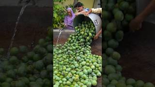 250kg Mango Pickle #shorts