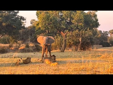 lion family surprise attack by big elephant bull video