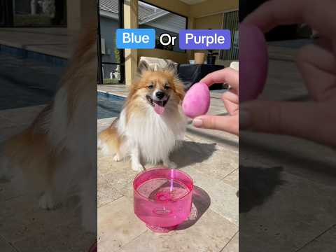 Did you pick BLUE💙 or PURPLE💜?? #dog #suprise #funny #pomeranian