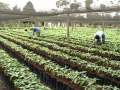 Fair Trade and Economic Impact