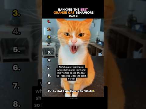 Ranking The Best Orange Cat Behaviors! (part 2)