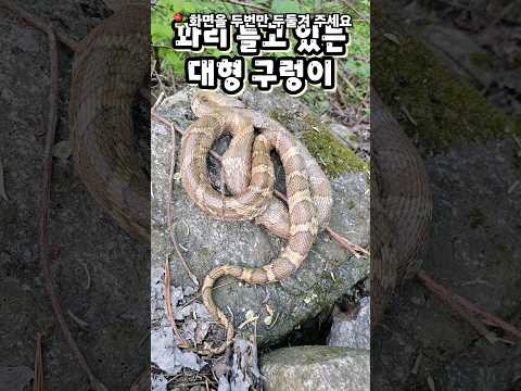 엄청 큰 #구렁이 첨봐~~