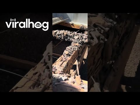 Hundreds Of Bats Hide In Roof || ViralHog