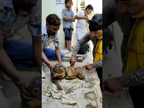 वृंदावन प्रेमानंद जी महाराज के आश्रम के बाहर एक बेजुबान की हालत काफी ज्यादा खराबथी संपर्क 9045773717