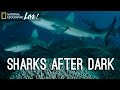 Exploring Bassas da India and Galapagos Sharks