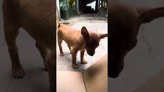 Làm thùng đèn úm 2 bé vịt thay nước cho cá bảy màu xong đi chở cây lấy lá về cất nhà | Quốc Qui Vlog
