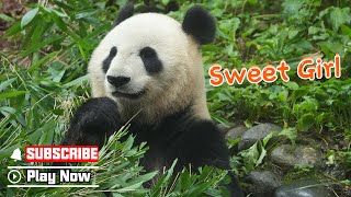 【Life Of Returnee Pandas】Episode 47 Xiannu, A Cute And Sweet Girl |  iPanda