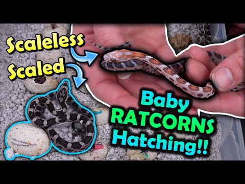 Baby Scaleless Snakes Hatching!!