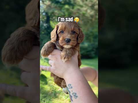 Hi, im sad💔🐶 #dogshorts#doglover#pets #cutedog#puppy#funnydogs #cutenessoverloaded