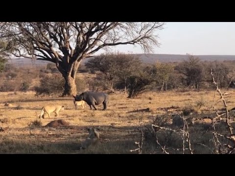 lions attacking the rhino chasing it video