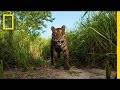 Tiger Conservation Quiz