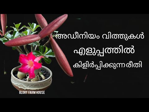 അഡീനിയം വിത്തുകൾ ഇനി നിങ്ങൾക്കും എളുപ്പത്തിൽ കിളിർപ്പിക്കാം | Germinating Adenium Seeds Easily