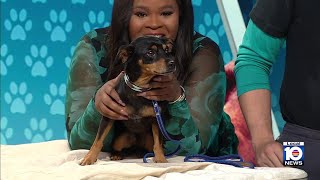 Humane Society of Broward seeks forever home for Moose, other furry friends