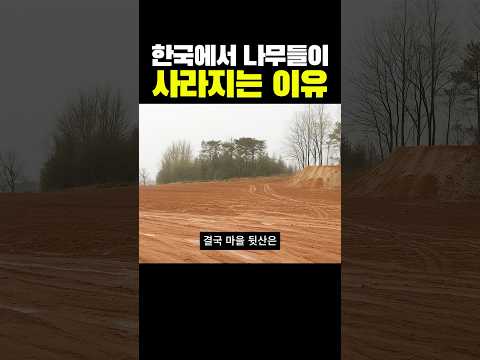 한국에서 나무들이 사라지는 진짜 이유