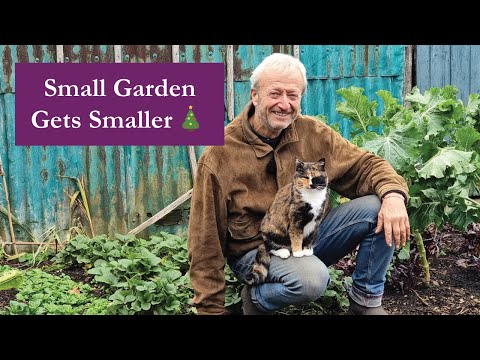 Small Garden harvests reduce, a quick look back at autumn and forwards at problems looming