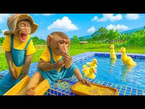 Bim Bim's family takes care of five ducklings in a wonderful swimming pool
