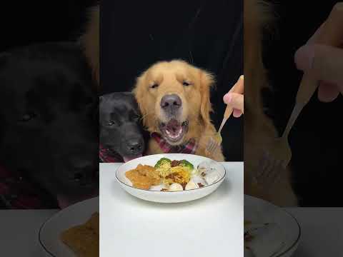 Food Is Always a Good Idea. Golden and Labrador. Cute Pet Debut Plan