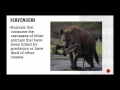 Ecosystem Dynamics and Energy Flow