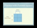Exploring Genetics and Probability Concepts