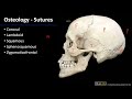 Skull Sutures and Bones Identification