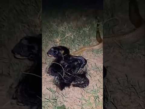 Y’all should stop throwing your wigs away like that y’all #shorts #youtubeshorts #wildlife
