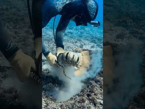 CATCH A GIANT SEA LOBSTER WITH ME