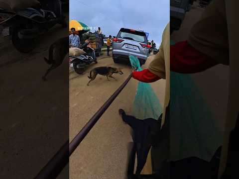 Mafia DVG Street Dog Catch #shorts #youtubeshorts #shortsfeed #dogcatching
