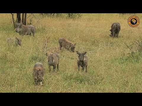 Quirky Warthogs Grazing in Kruger National Park.