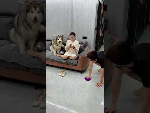 狗：有些人啊，還沒狗有眼力見#萌寵 #梁彬家的汪星人 #shorts #阿拉斯加 #回憶 # 자기 자식 혼내는 주인을 본 어미 개의 행동 #엄마 개