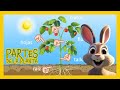 Funciones de las Partes de una Planta