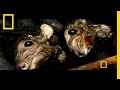 Elephant Trails and Conservation Efforts