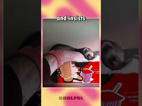 Ferret shows proudly her babies to her human friend ? #shorts