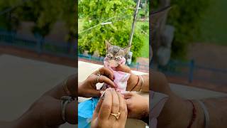 Cute Cat ke Nails Cut ~ Sujal Thakral #shorts #ytshorts #youtubeshorts #funny #cutecat #cat