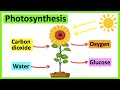 Exploring the Photosynthesis Process