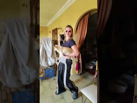 Mok ya mok 🇲🇦 موك يا موك 🔥🔥🔥 #rai #chaabi #maroc #mokyamok #bennyadam