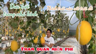 Hái Dưa Lưới Trồng Trong Nhà Kính Tại Ba Tri Bến Tre Trái Vàng Giòn Ngọt - Em Gái Quê