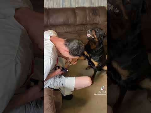 How I avoid a bear attack and face him back down!!?#viral  #rottweiler #bear #ohno #growlingdog
