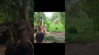 DANCING ELEPHANT
