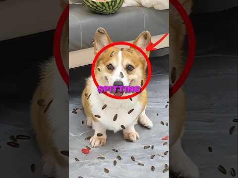 PUPPY KICKED OUT! #cute #sad #animalshorts