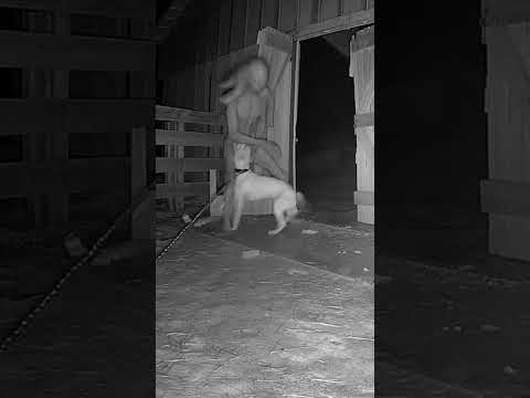 CCTV: Creepy Creature Breaks Into Farm Shed β Dog Fights Back