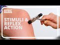 Understanding Reflex Actions